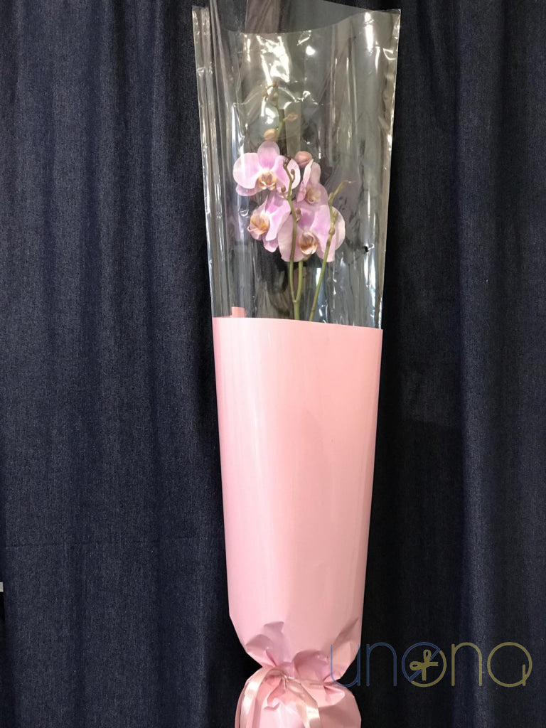 Phalaenopsis Orchid By Holidays
