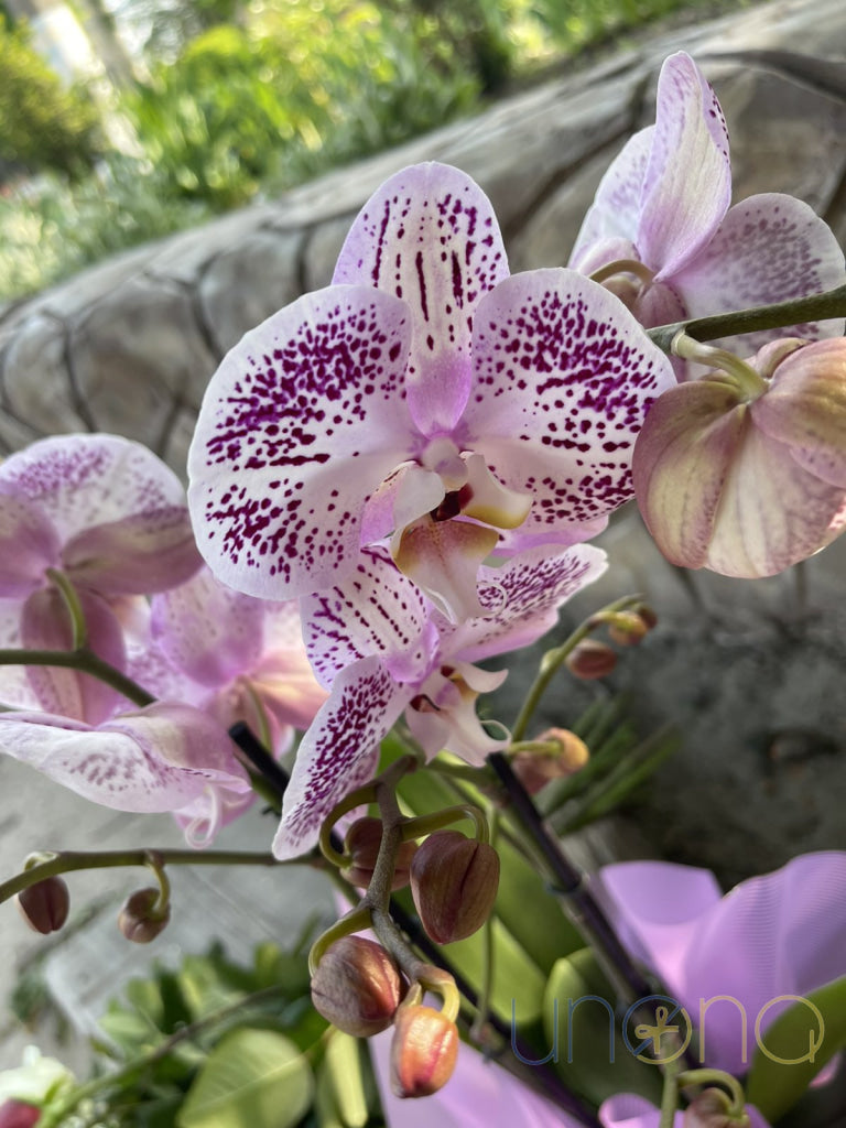 Phalaenopsis Orchid Violet / Regular: One Stem By Holidays