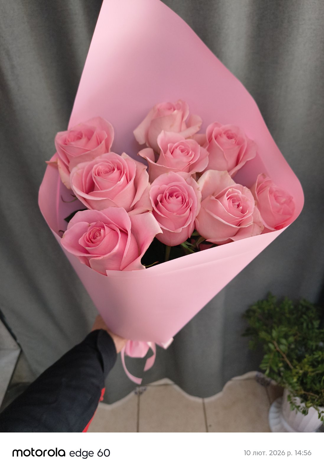 Romantic gift of 9 fresh pink roses for loved ones in Lviv Ukraine