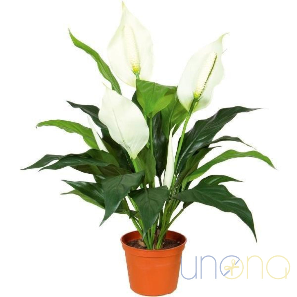 send an indoor plant Send Plants to Ukraine
