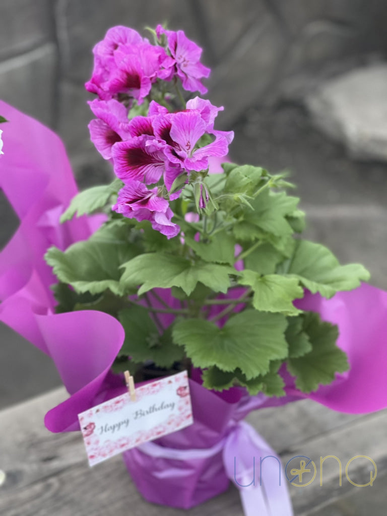 Sweet Geranium Delight Pink By Holidays