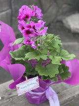 Sweet Geranium Delight Pink By Holidays
