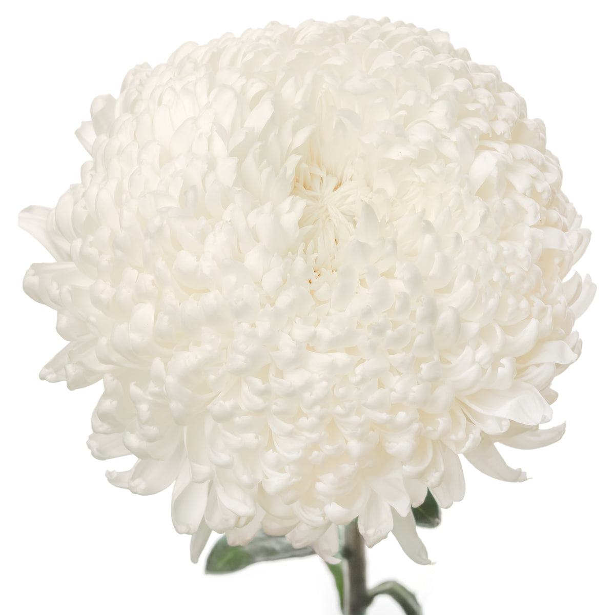 Vienna White Chrysanthemum Bouquet