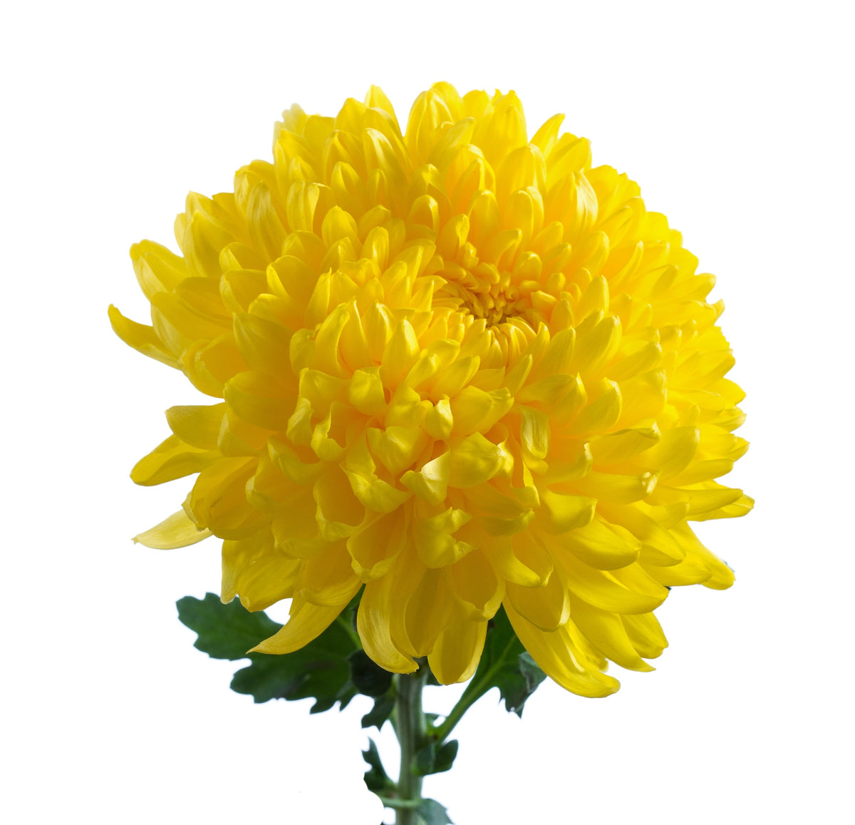 Magnifique arrangement de chrysanthèmes