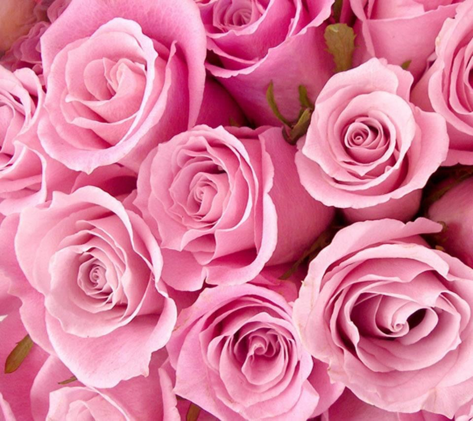 Extending Elegance: Secrets to Long-Lasting Freshness for Cut Roses
