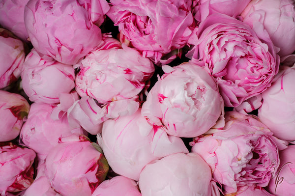 PEONY, MAY BIRTH FLOWER