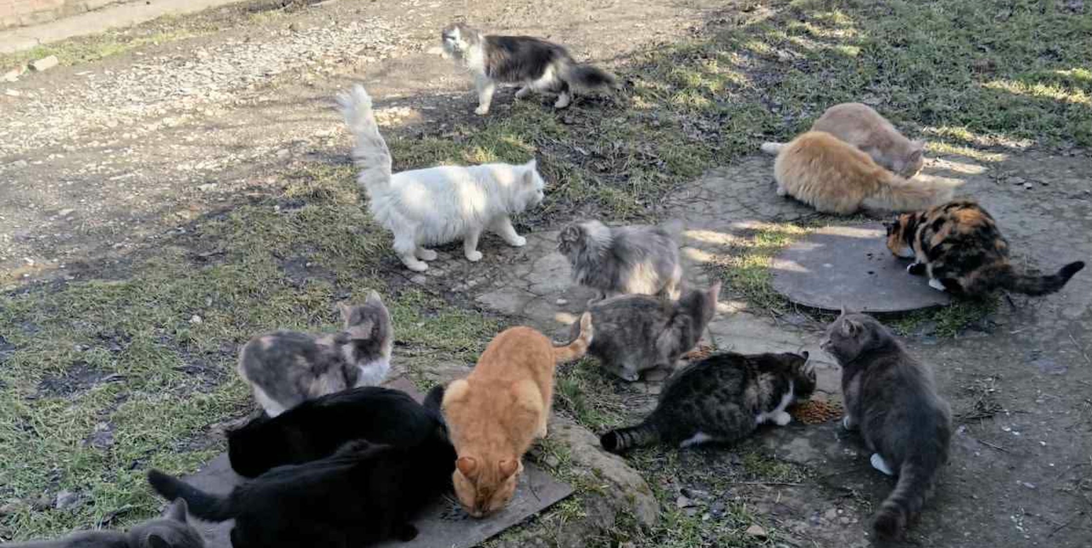 Learn how volunteers in Kherson support people and abandoned animals during the war. Discover how your gifts and orders help Ukraine communities survive and stay strong.