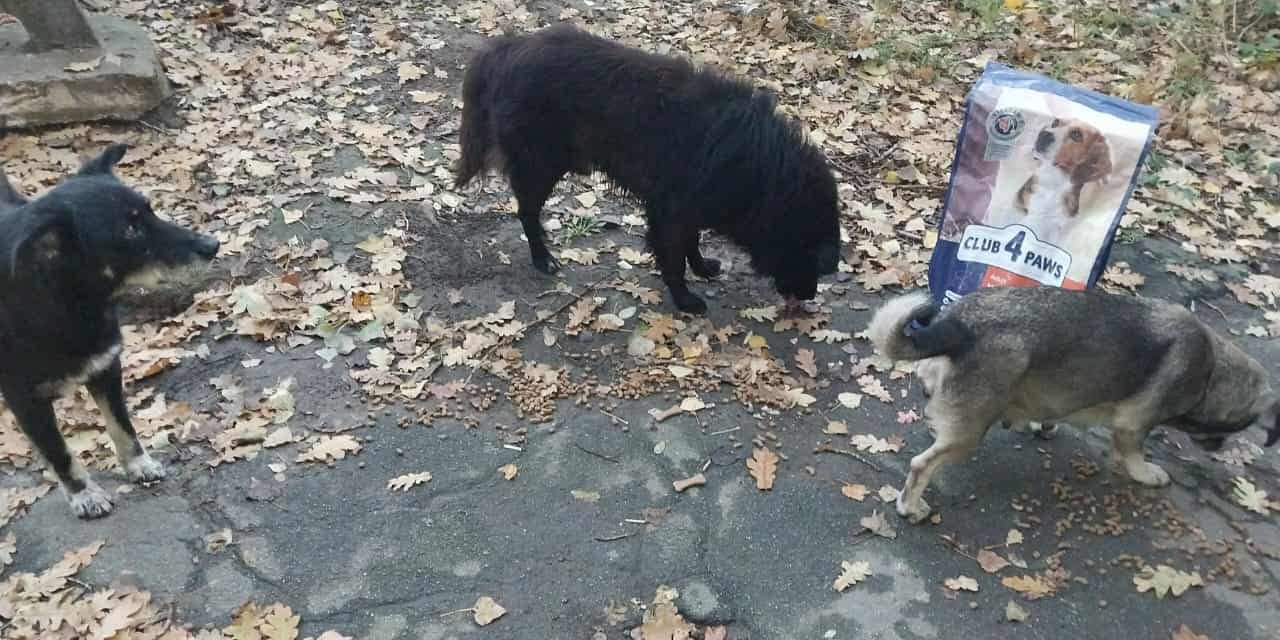 feeding abandoned animals in Kherson