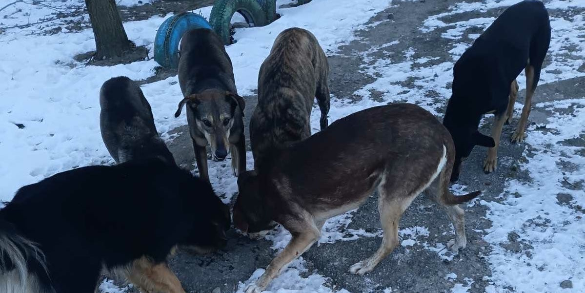 Volunteer delivering food to abandoned cats and dogs in Kherson, Ukraine