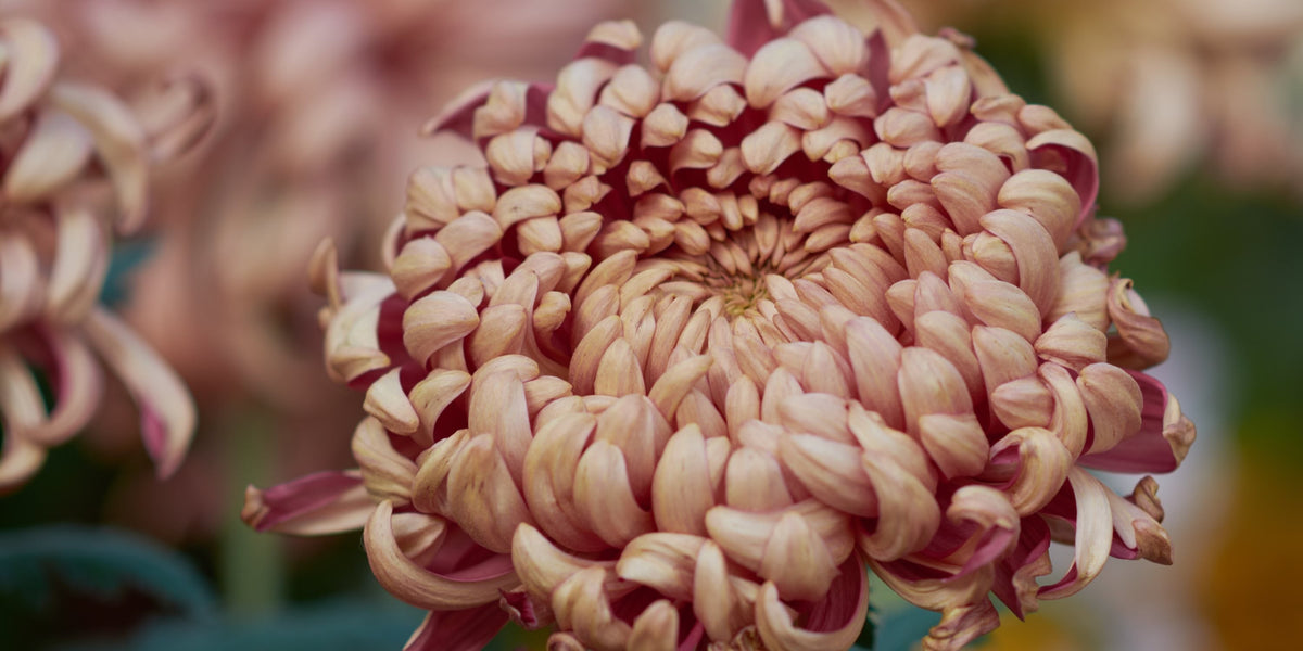 Vienna Chrysanthemums in Ukraine