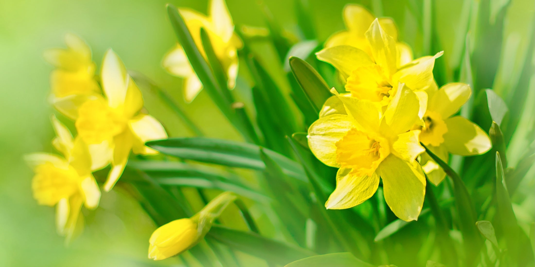 Send Daffodils to Ukraine in March