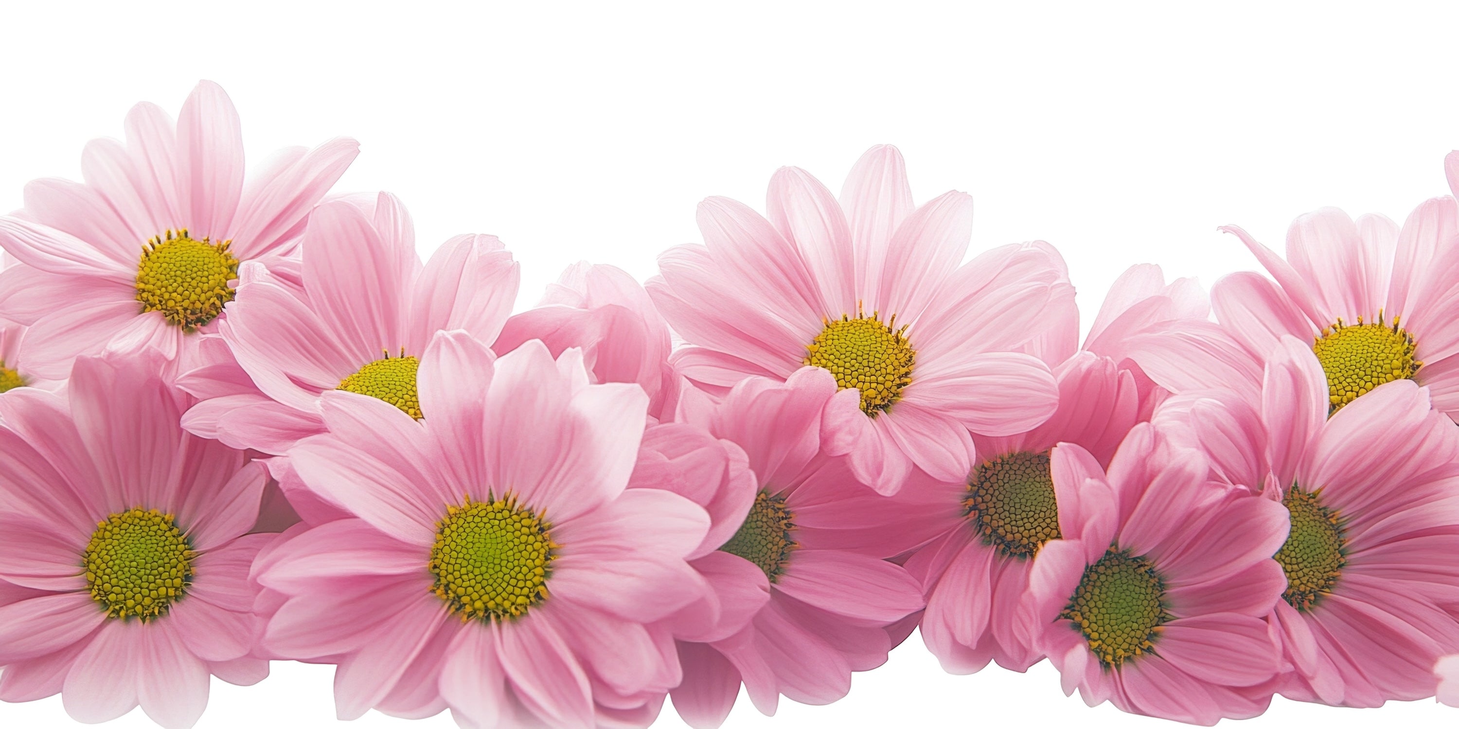 Daisies, April Flower of Love