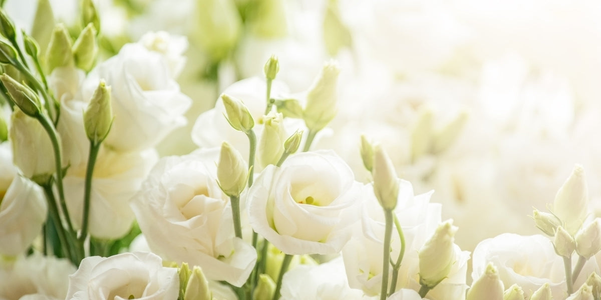 Eustoma: The Elegant Bloom Every Gift Deserves