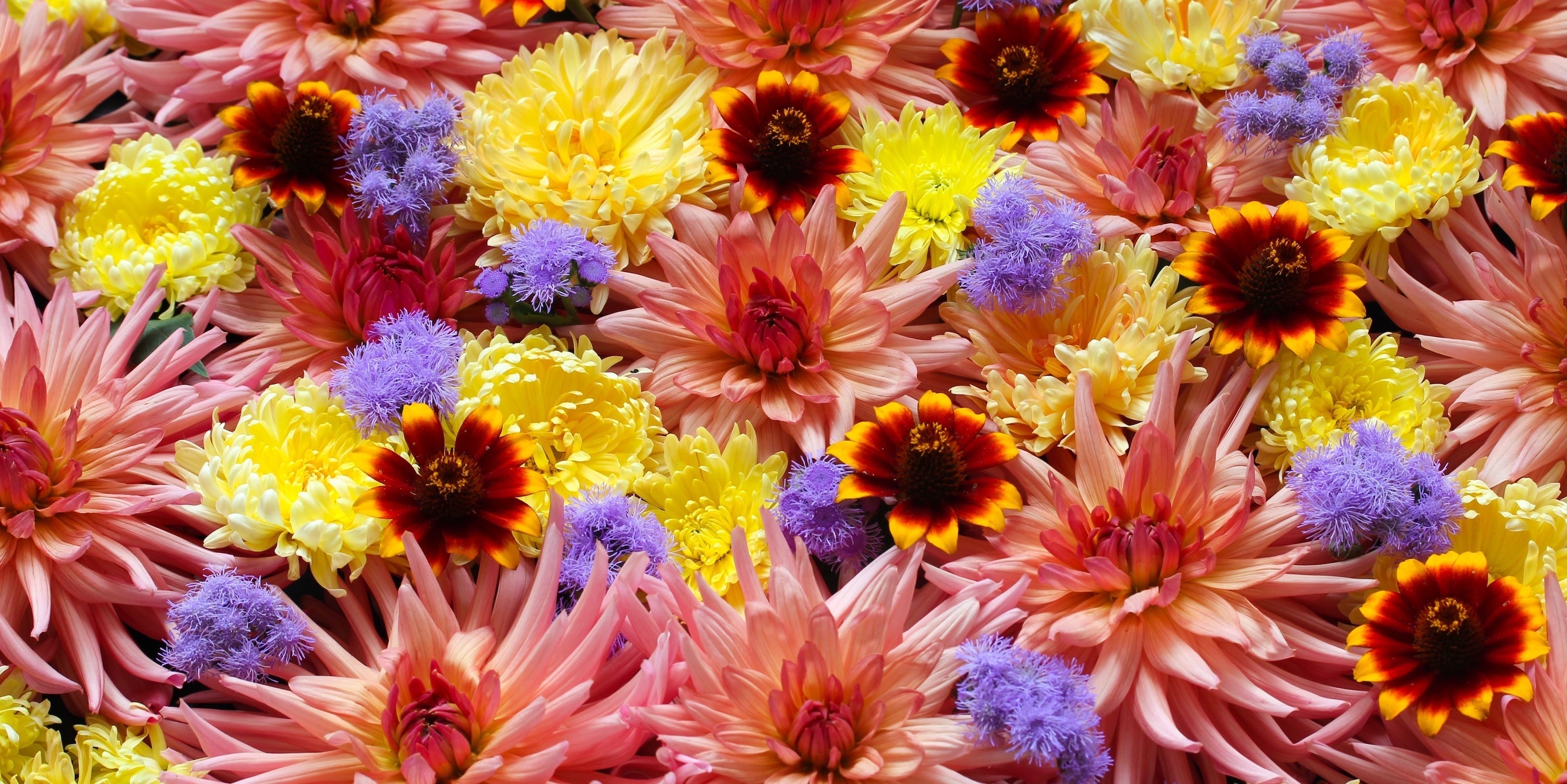 Birth Flowers by Month