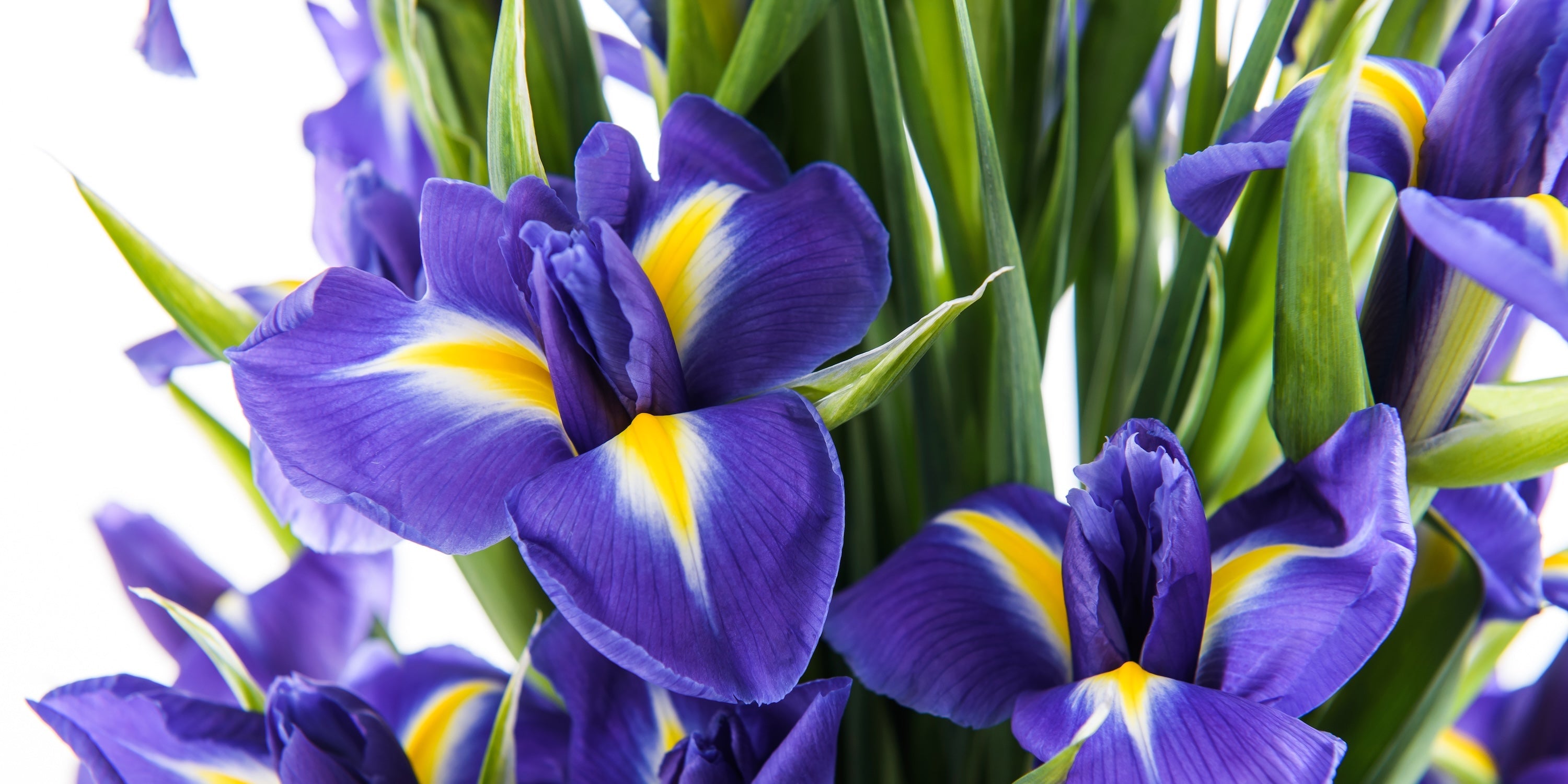 Send Irises to Ukraine
