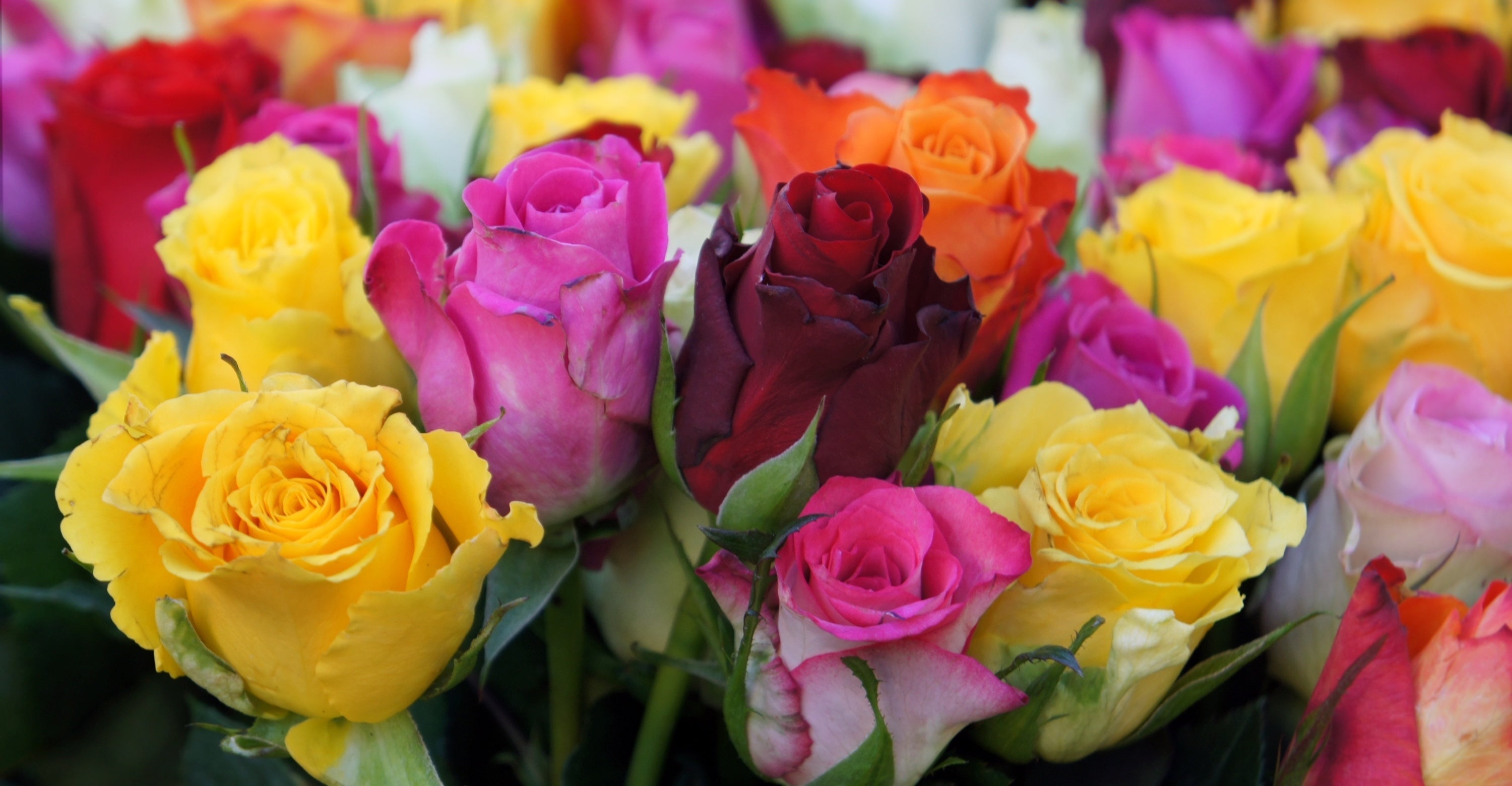 The Meaning of Rose Colors — What Every Shade of Rose Symbolizes