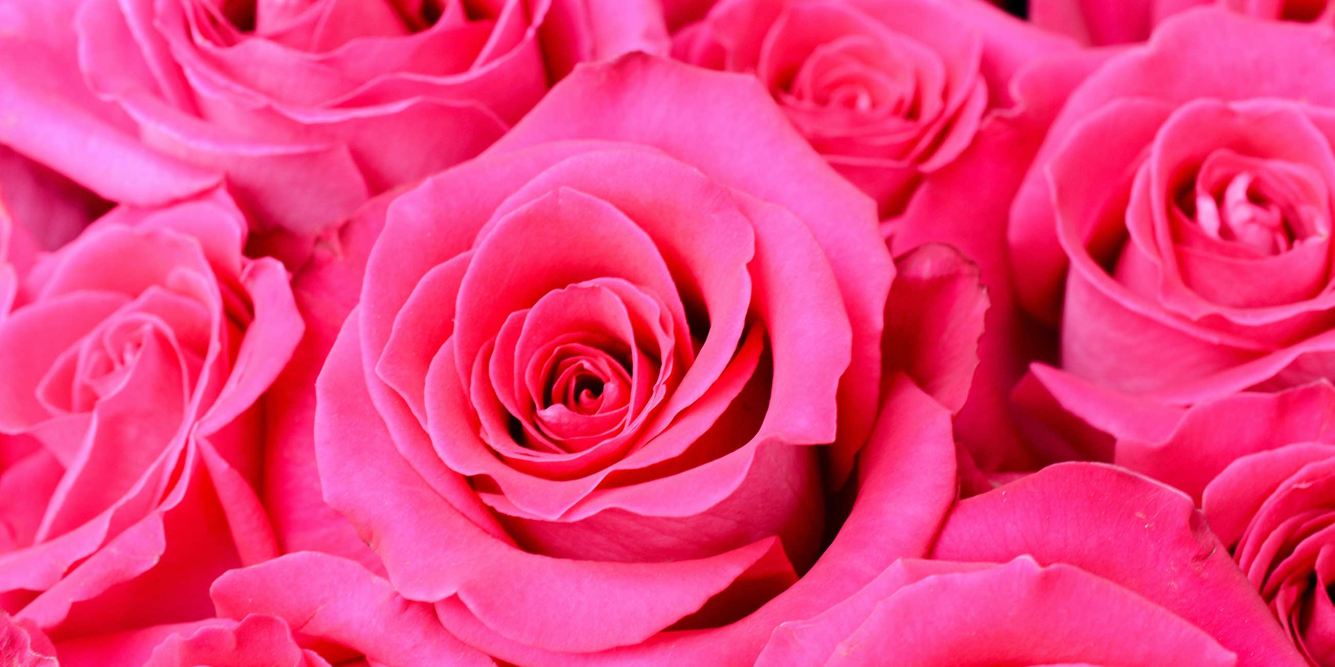 Why Roses Are the Most Romantic Gift in Ukraine