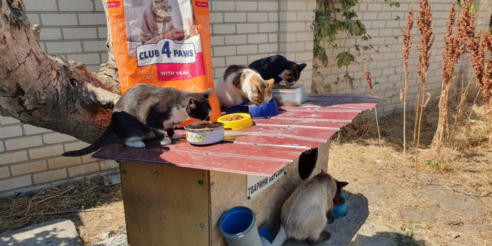 support abandoned animals of Kherson