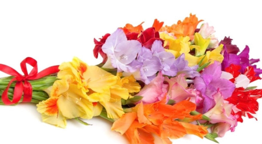 🌸 Why Gladiolus Makes the Perfect Gift
