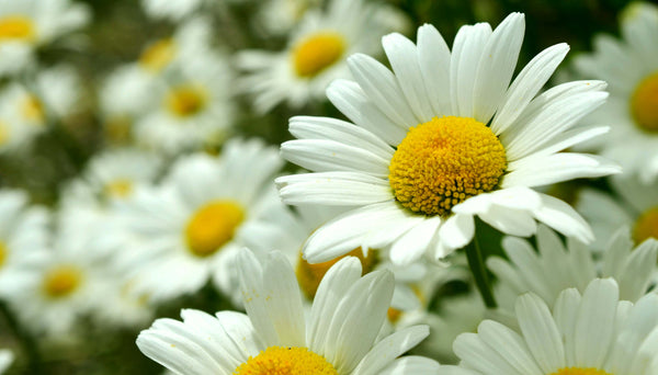 Daisy April Birth Flower