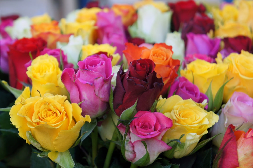 Roses delivery in Ukraine