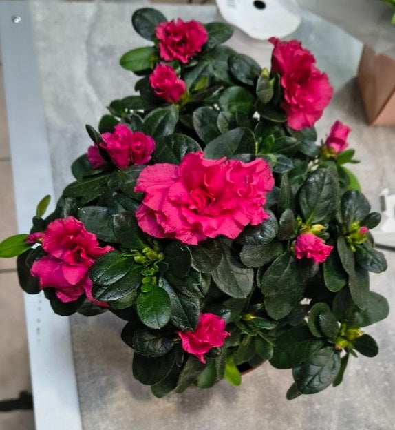 Azalea Plant Gift