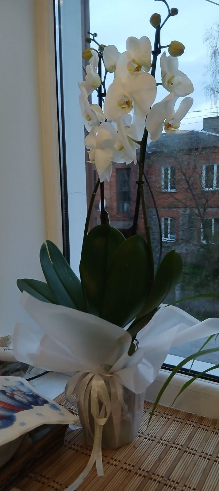 Orchidée Phalaenopsis