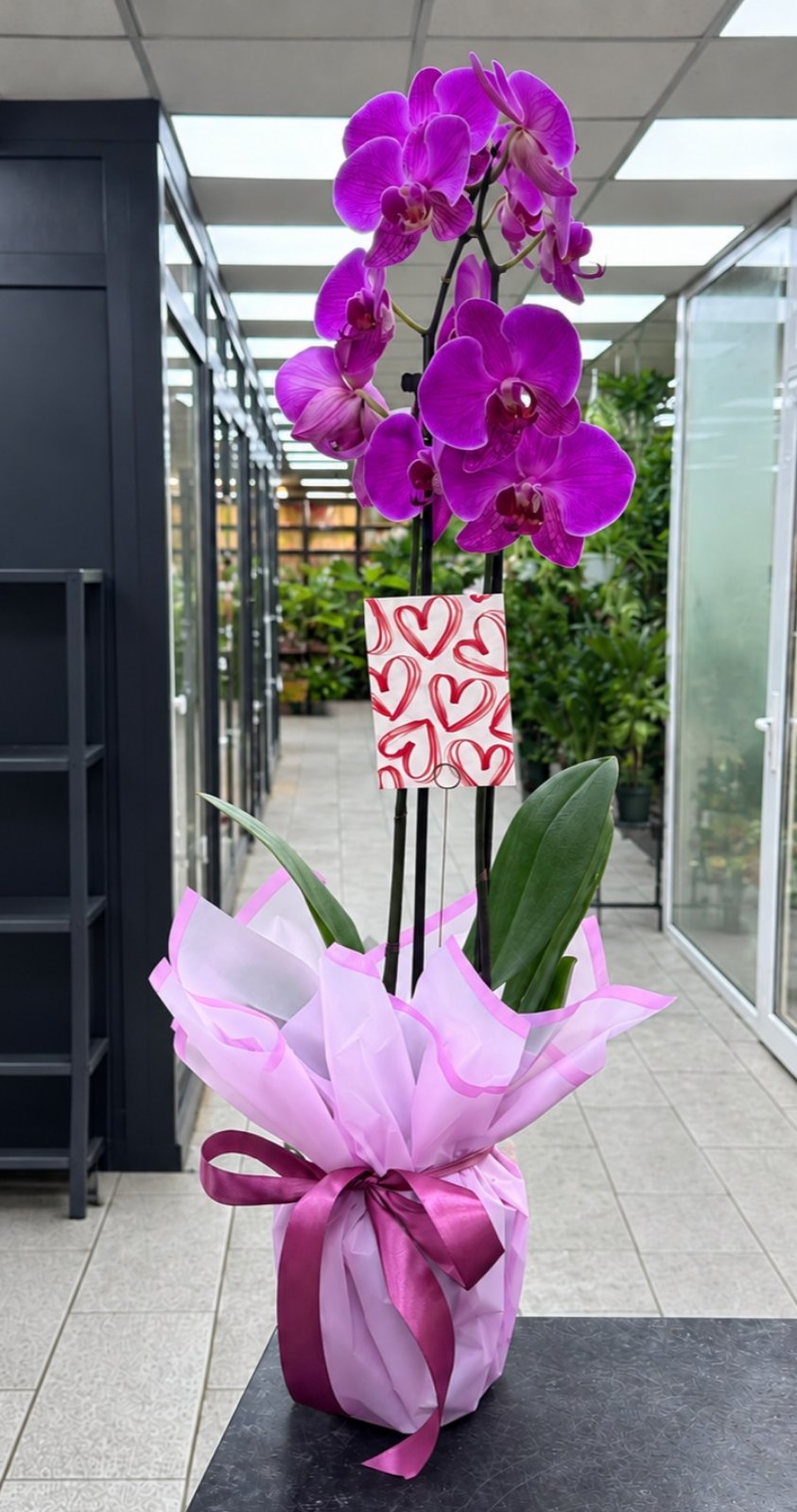 Phalaenopsis Orchid Plant Gift