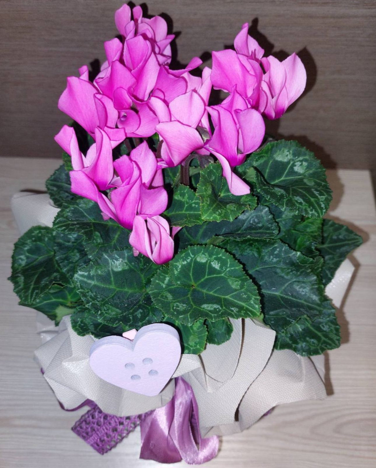 Tender Cyclamen Plant Gift