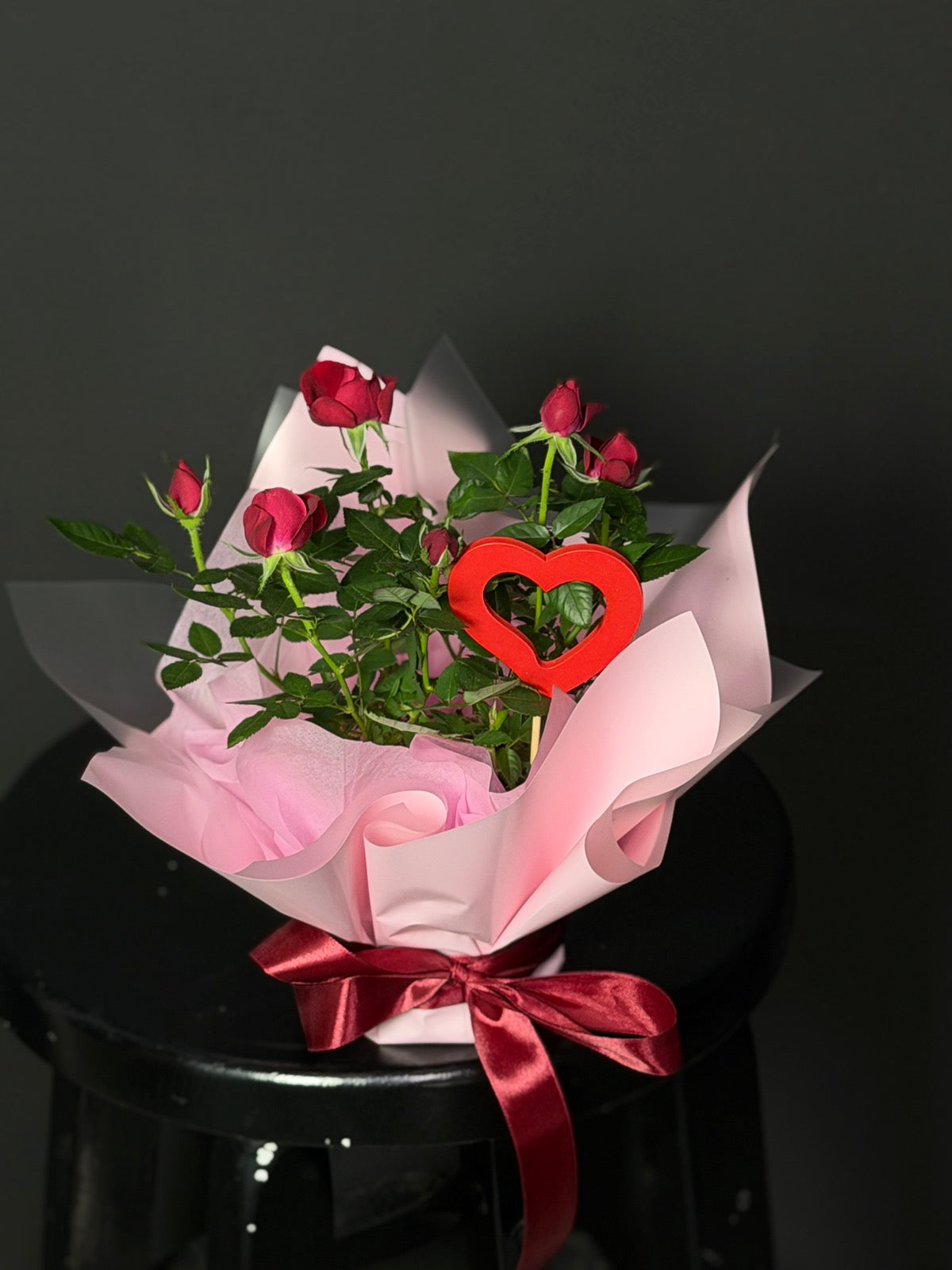 Miniature Rose Bush