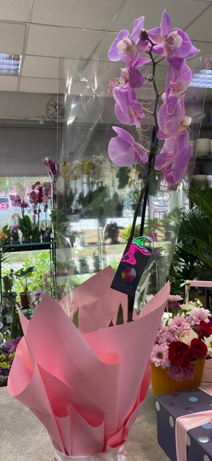 Phalaenopsis Orchid