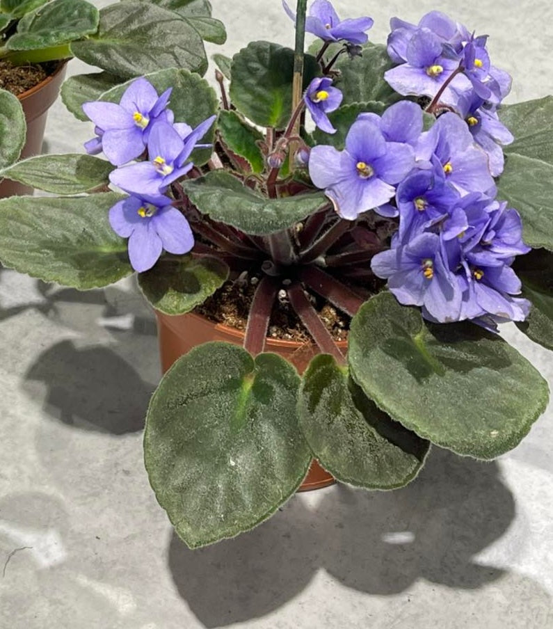 Violettes africaines