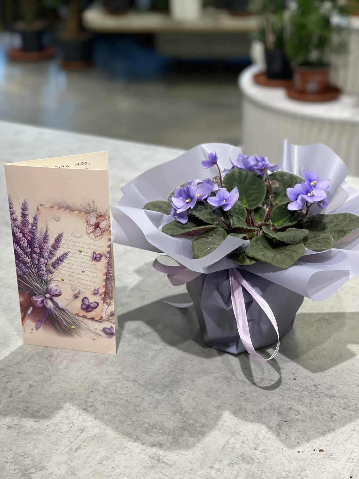 Violettes africaines