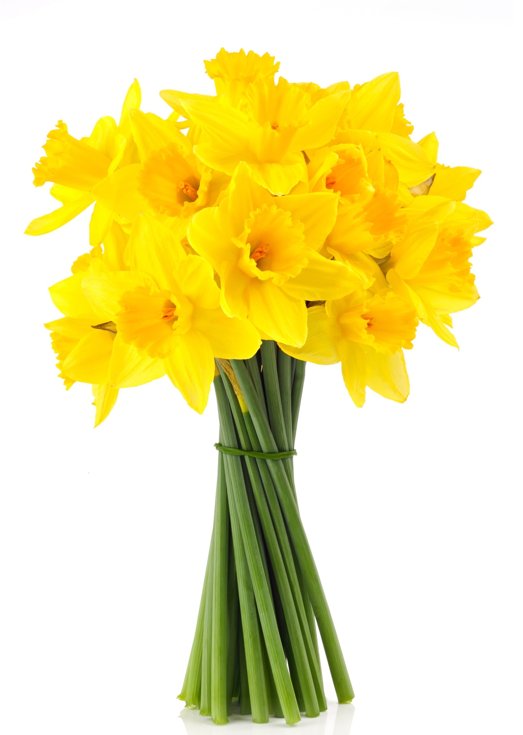 Tender Daffodils Bouquet – 15 Yellow Daffodils