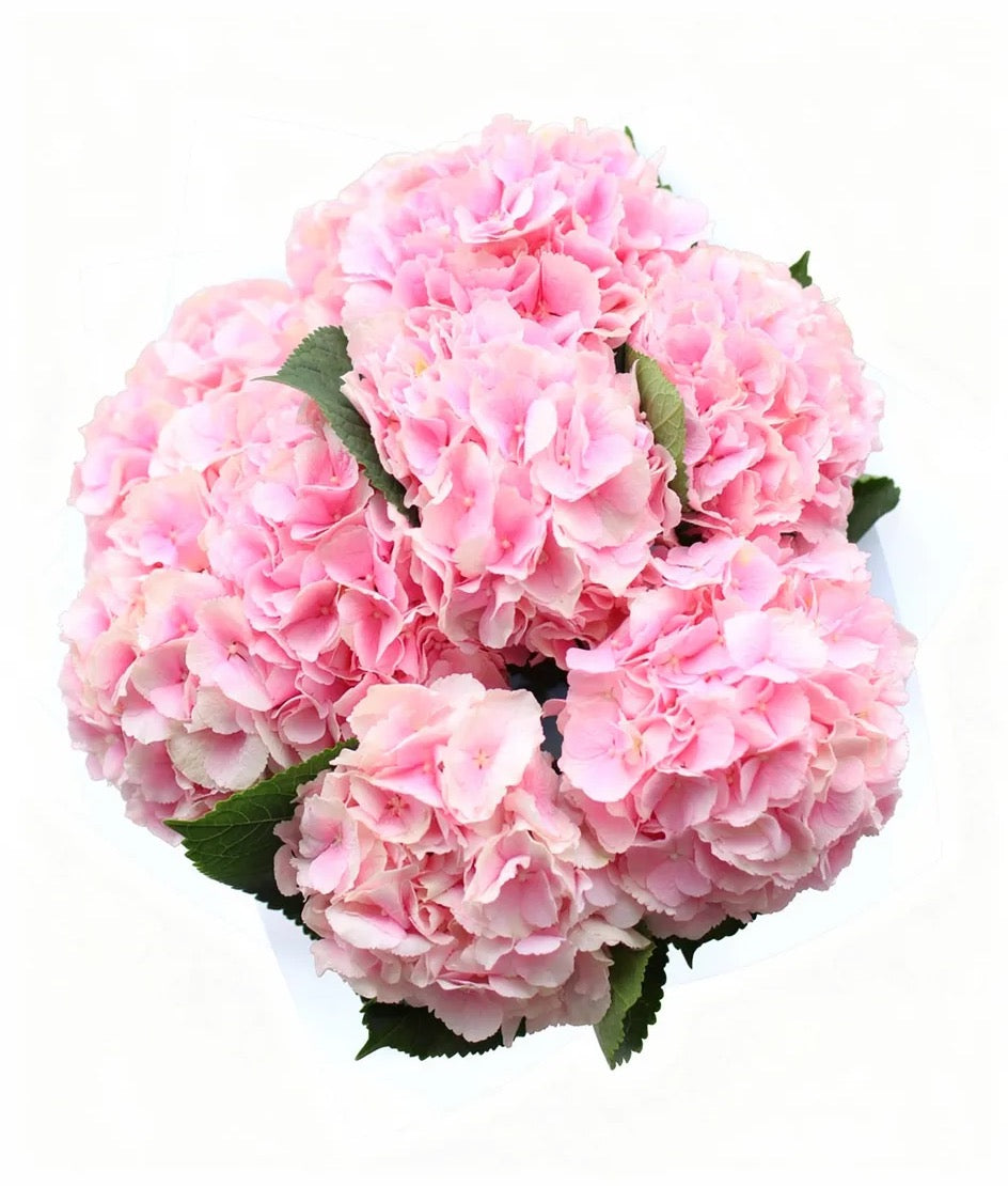Bouquet of nine pink hydrangea flowers wrapped in elegant paper