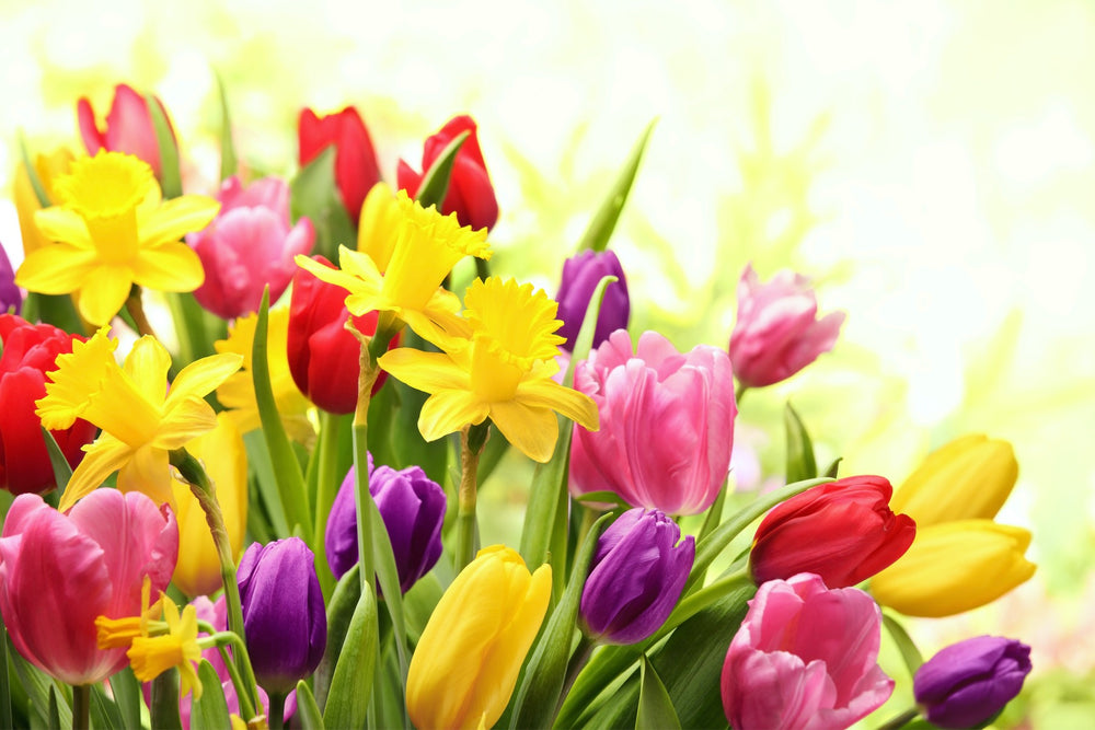 Easter flowers to Ukraine