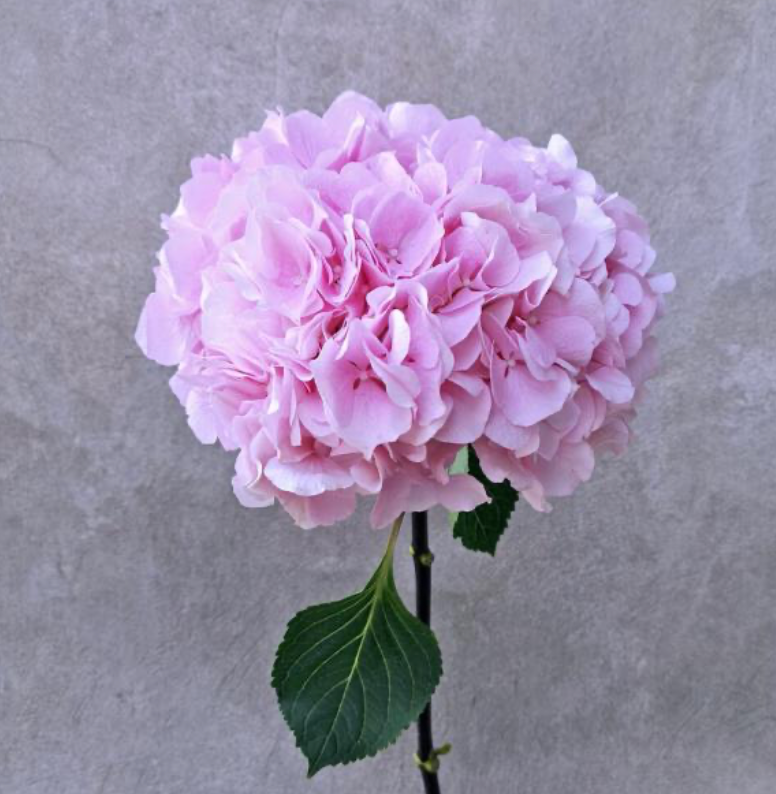 Classic Elegance Hydrangea Bouquet
