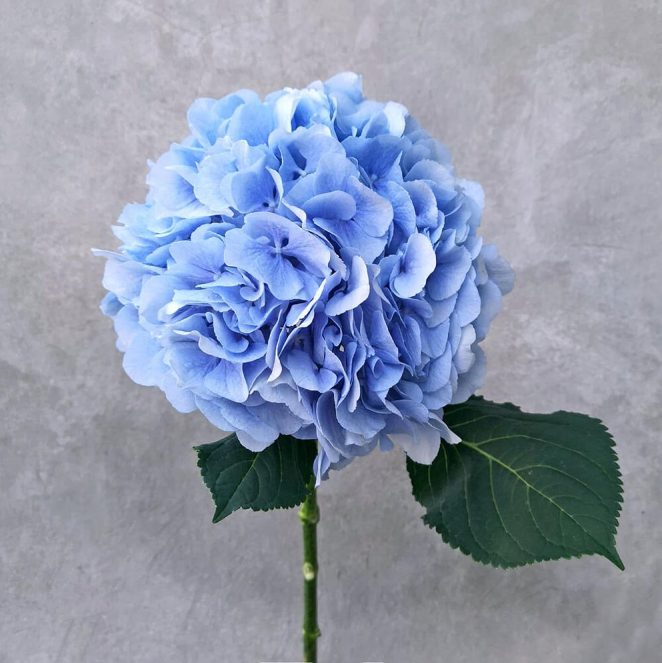 Classic Elegance Hydrangea Bouquet