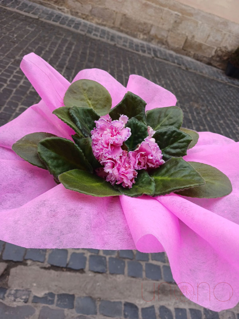 African Violets By Price