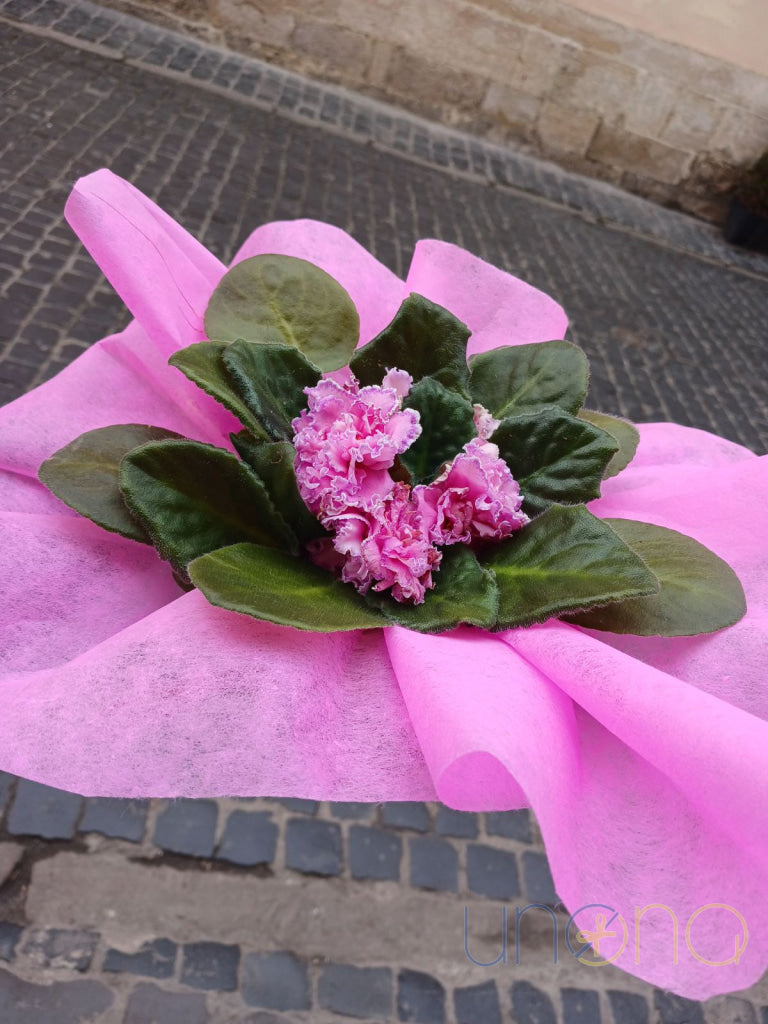 African Violets By Price