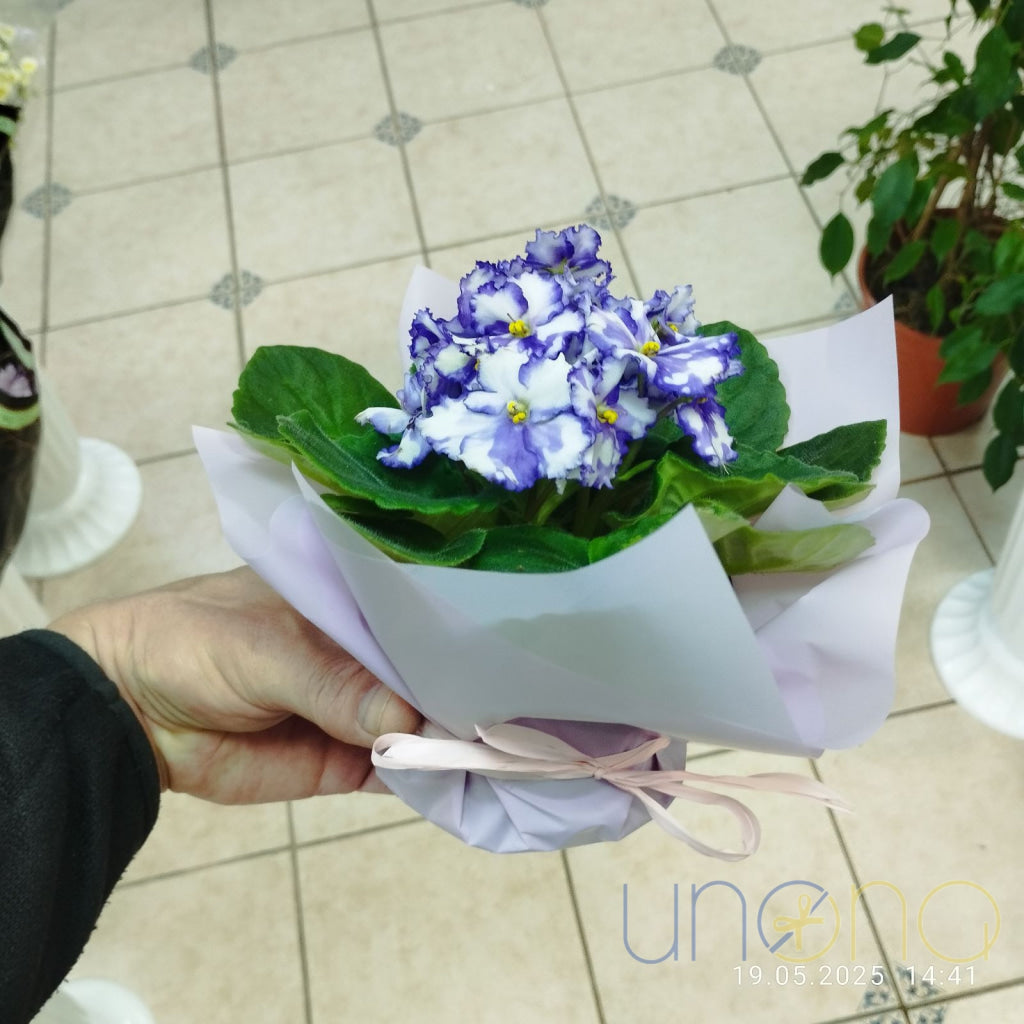 African Violets By Price