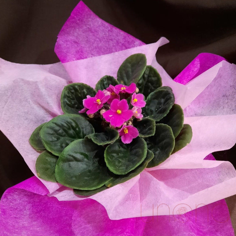 African Violets | Ukraine Gift Delivery.