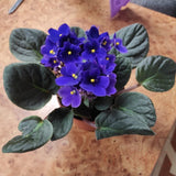 African Violets By Price