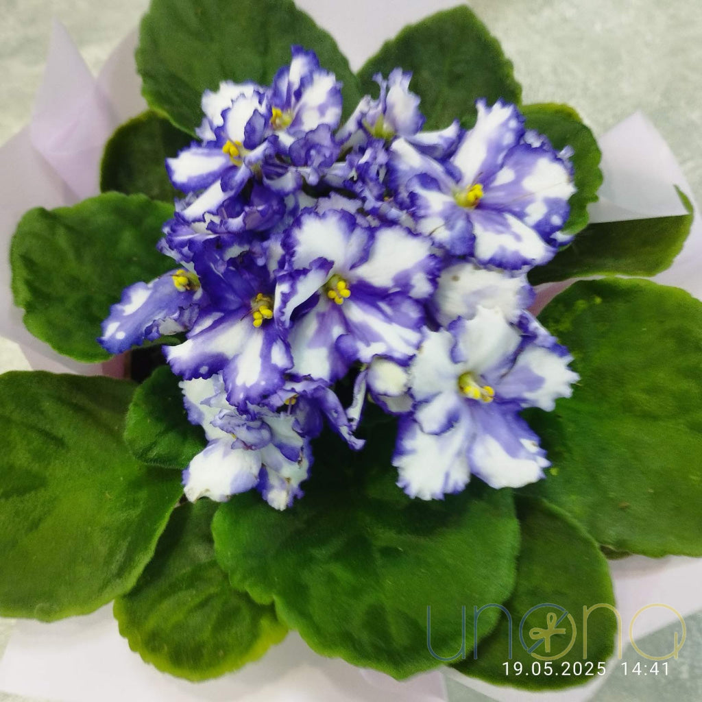 African Violets By Price
