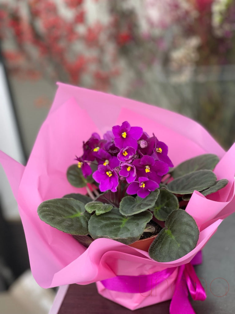 African Violets By Price