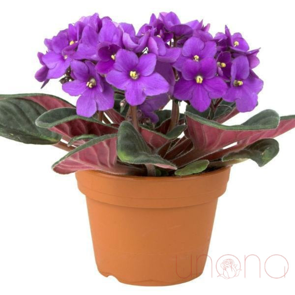 African Violets | Ukraine Gift Delivery.