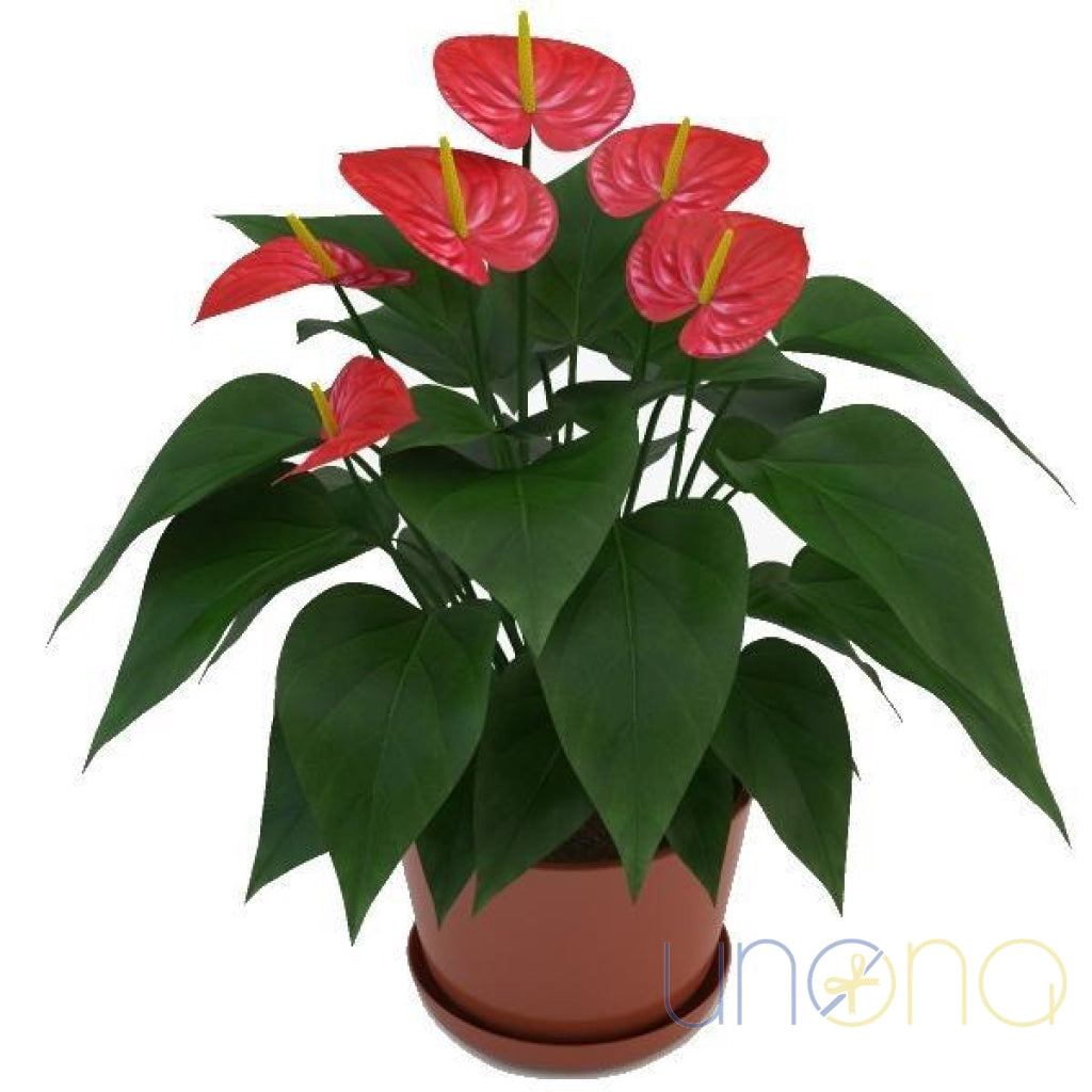 Anthurium | Ukraine Gift Delivery.