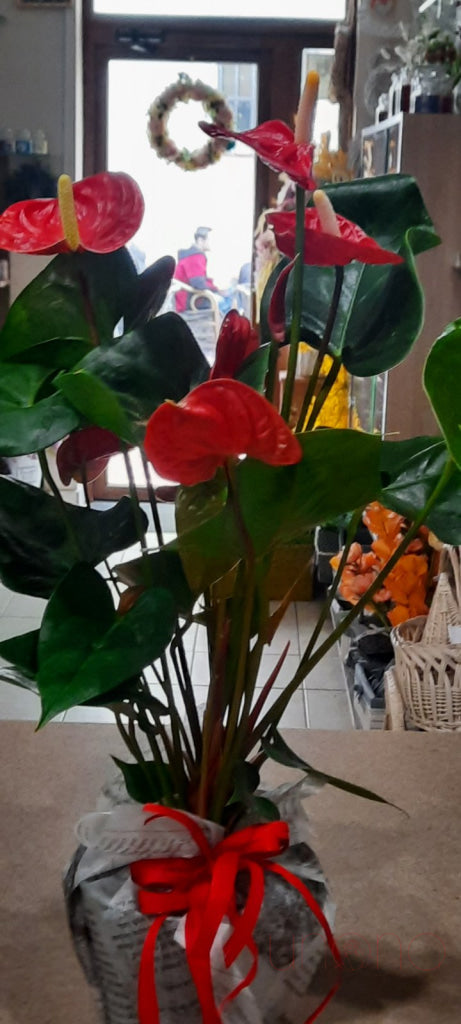 Anthurium By Holidays