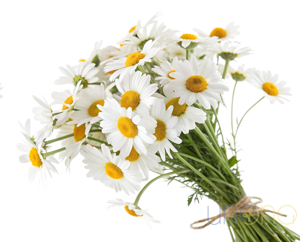 Daisy Flower delivery in Ukraine
