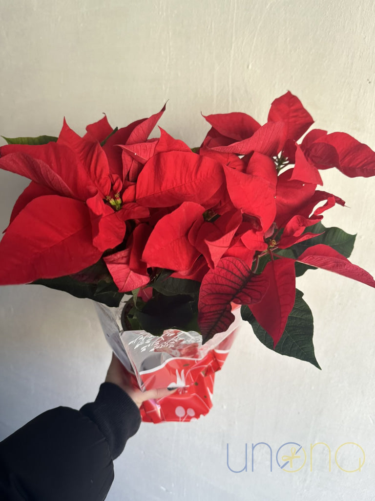 Classic Christmas Poinsettia Poinsettia